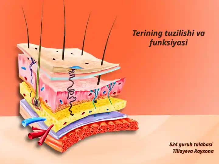 Teri tuzilishi va funksiyasi
