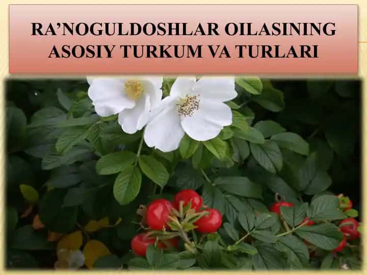 Ra’noguldoshlar oilasi haqida taqdimot
