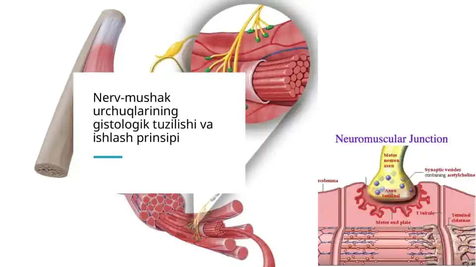 Nerv-mushak urchuqlarining gistologik tuzilishi va ishlash prinsipi