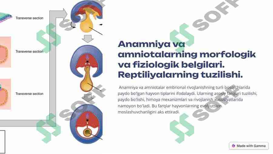 Anamniya va amniotalarning morfologik va fiziologik belgilari.Reptiliyalarning tuzilishi.