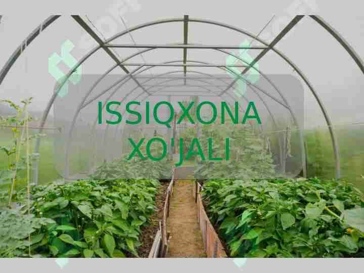Issiqxona xojaligi