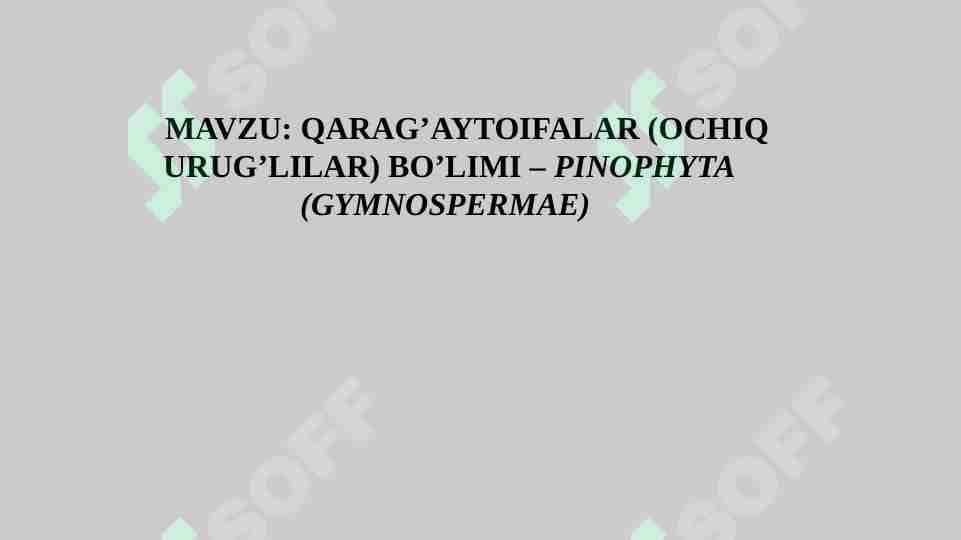 QARAG’AYTOIFALAR (OCHIQ URUG’LILAR) BO’LIMI – PINOPHYTA (GYMNOSPERMAE