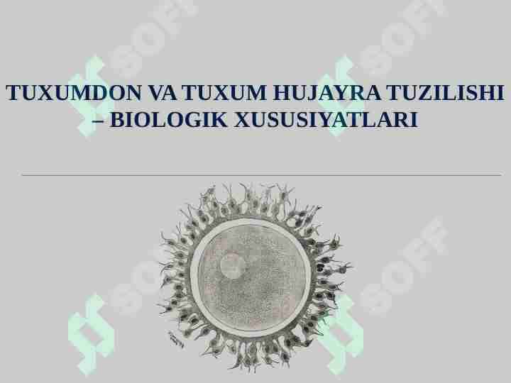 TUXUMDON VA TUXUM HUJAYRA TUZILISHI – BIOLOGIK XUSUSIYATLARI