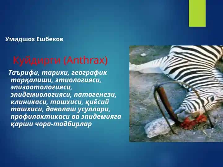 Kuydirgi (Anthrax)