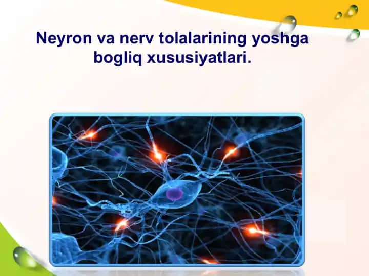 Neyron va nerv tolalarining yoshga bog‘liq xususiyatlari