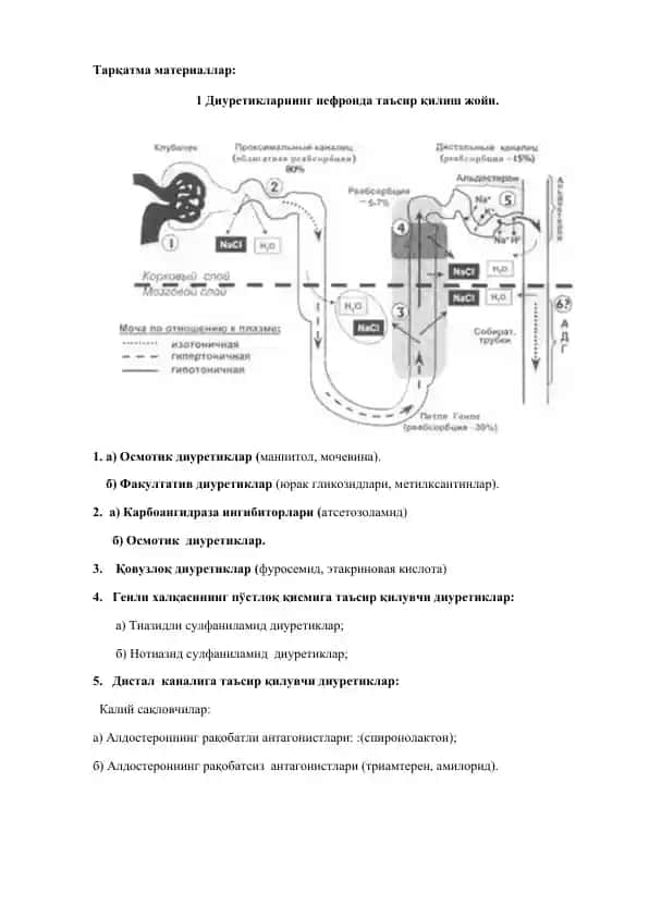 Диуретикларнинг таъсир жойлари
