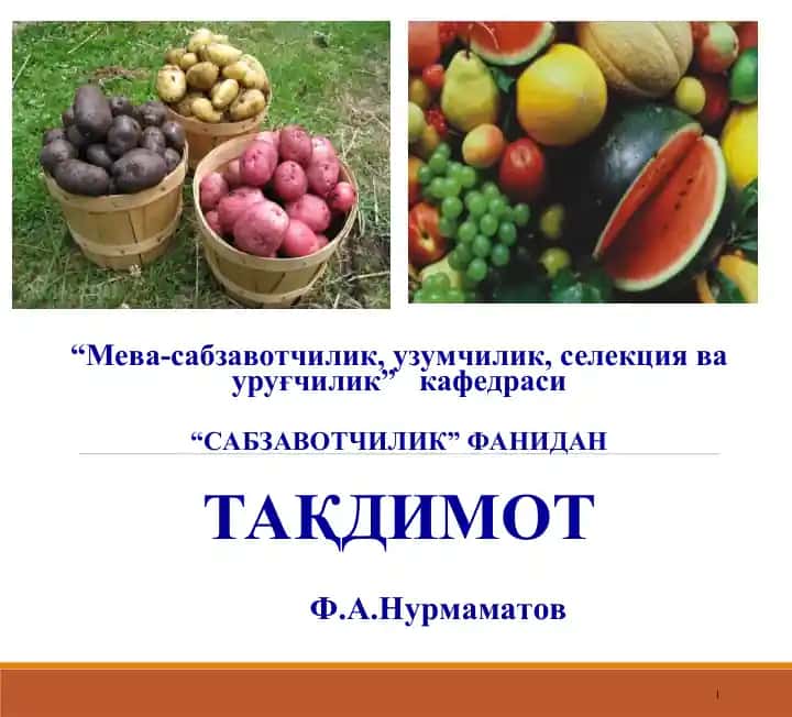 Картошка, озиқ овқат ва техник аҳамият