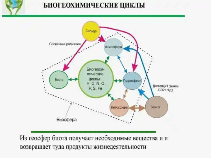 Bioximik aylanma harakat