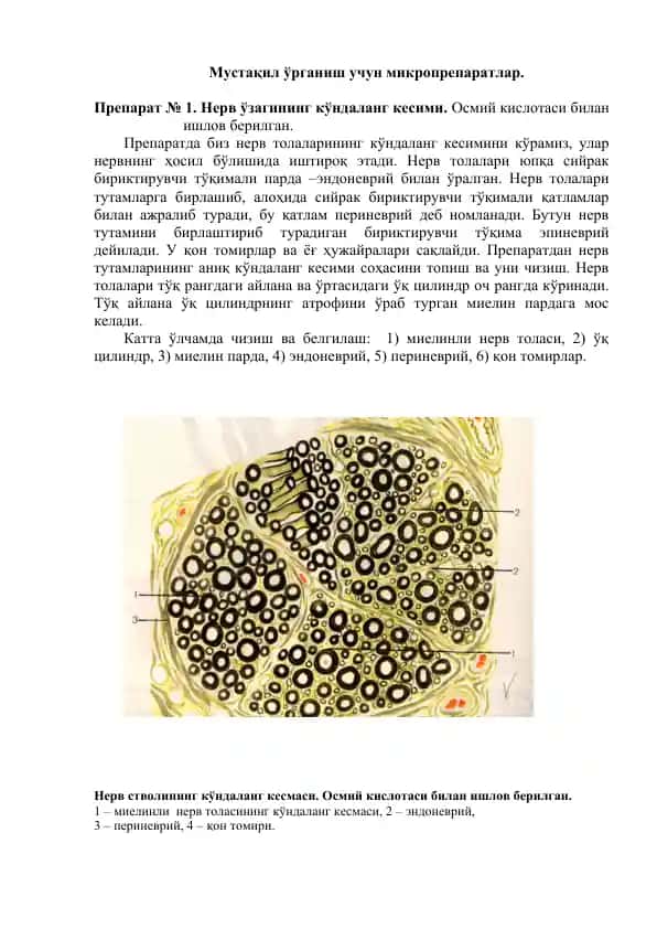 Мустақил ўрганиш учун микропрепаратлар