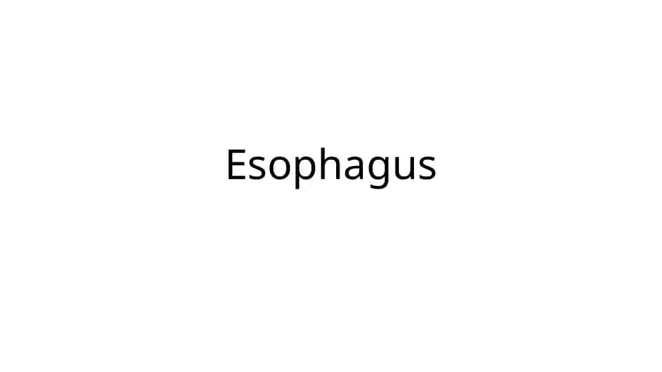 Esophagus