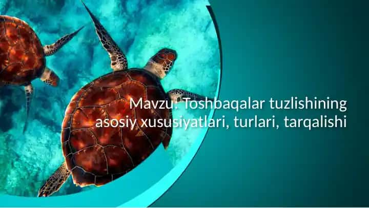 Toshbaqalartuzilishi