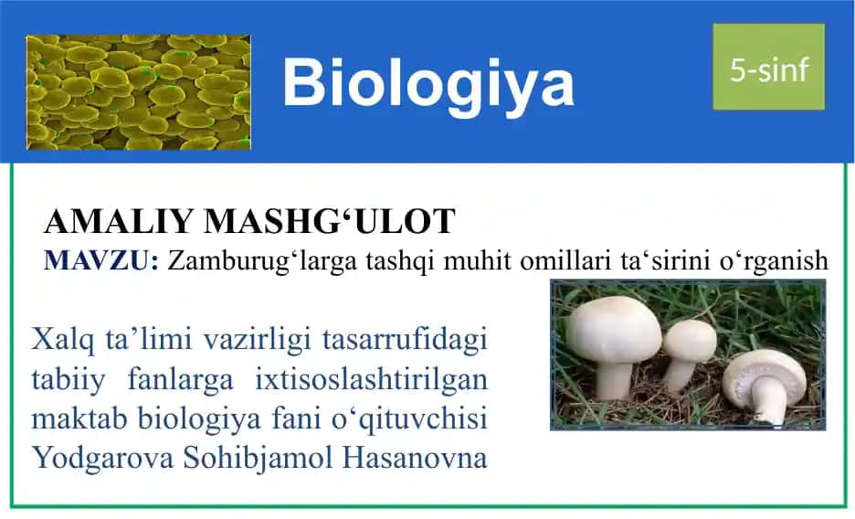 Zamburug‘larga tashqi muhit omillari ta‘sirini o‘rganish
