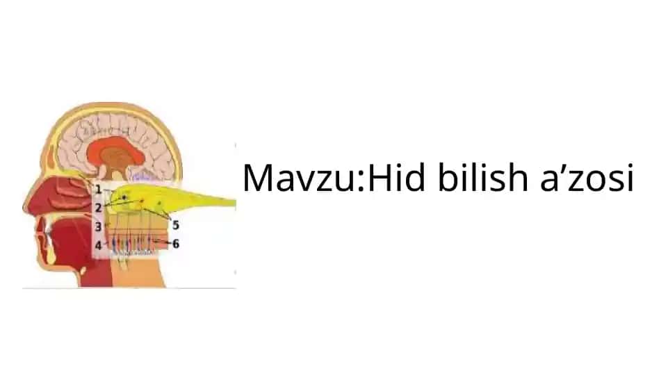 Hid bilish a’zosi