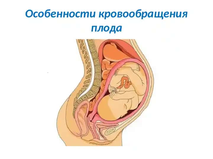 Особенности кровообращения плода