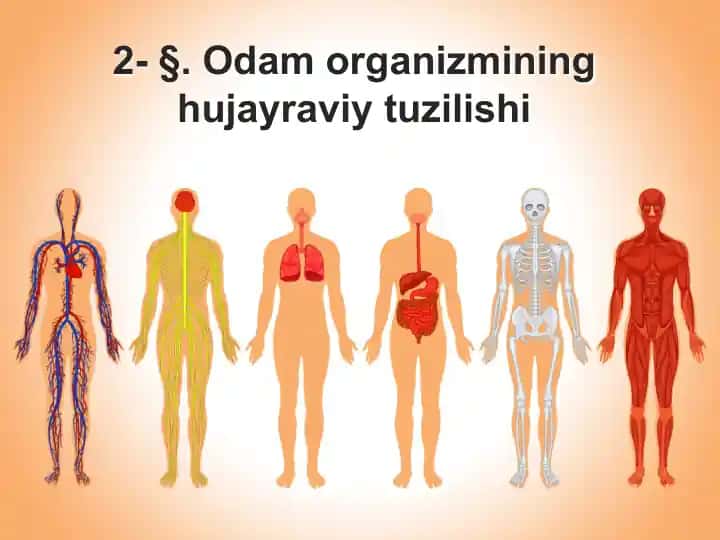 Odam organizmining hujayraviy tuzilishi