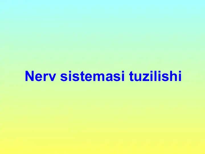 Nervsistemasituzilishi