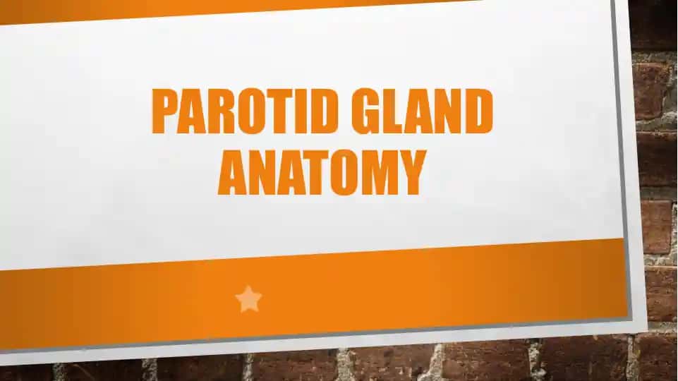 Parotid gland anatomy