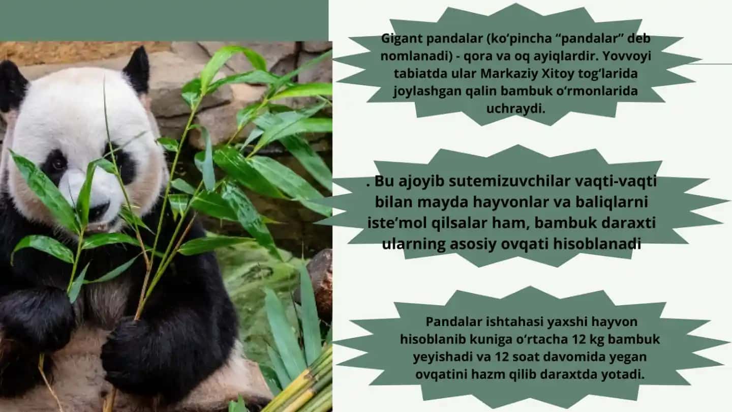 Pandalar