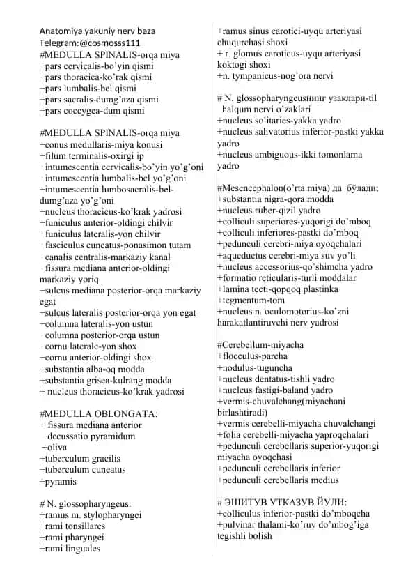 Anatomiya yakuniy nerv baza