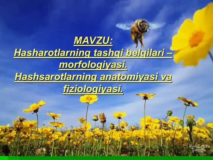 Hasharotlarning tashqi belgilari – morfologiyasi