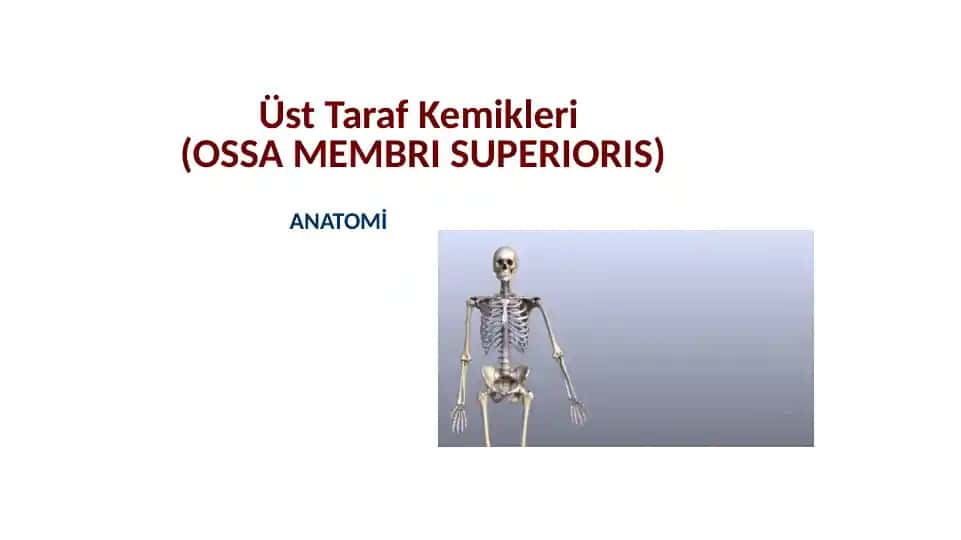 Üst Taraf Kemikleri(OSSA MEMBRI SUPERIORIS)