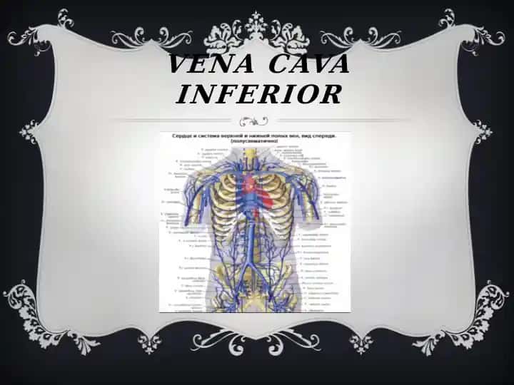 Ostqigovekvena (VENA CAVA INFERIOR)