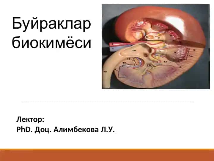 Буйрaклaр