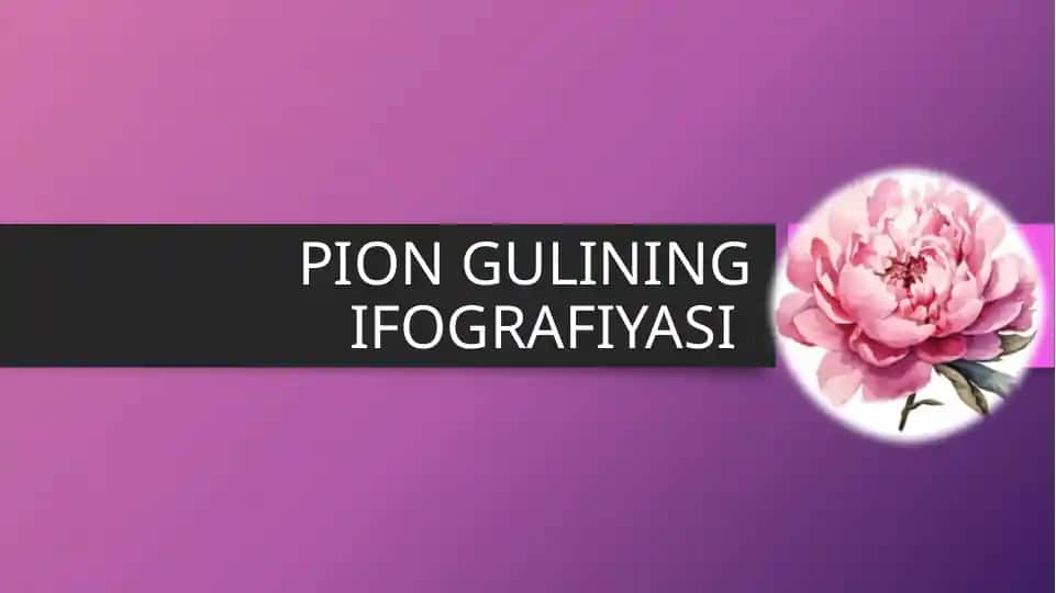Pion Gulinining Infografiyasi