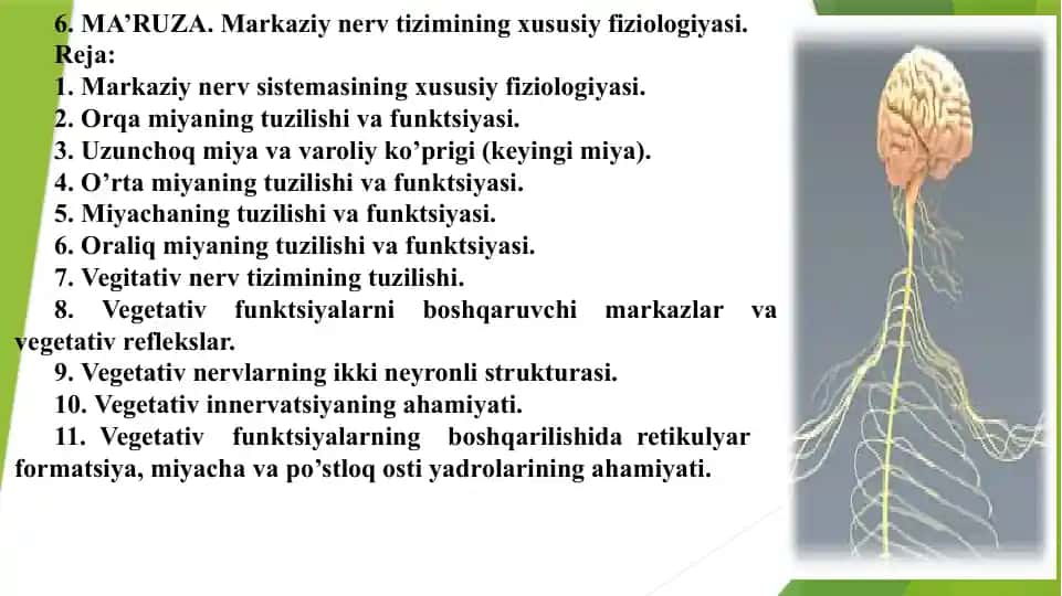 Markazi nerv tizimining xususiy fiziologiyasi