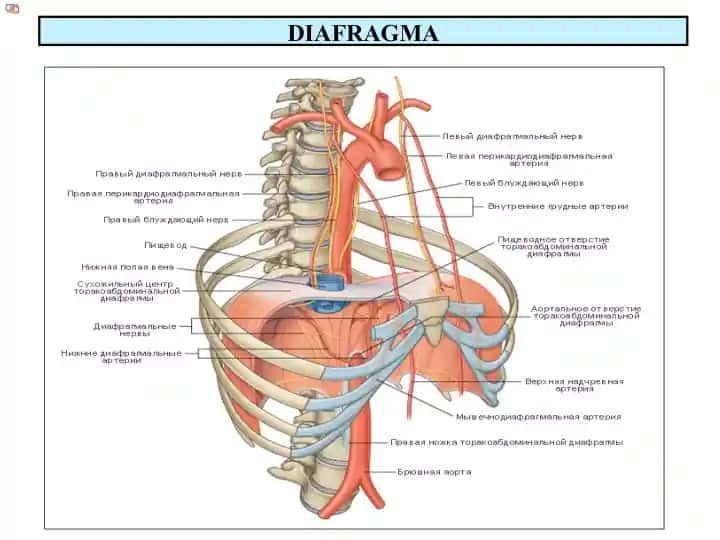 DIAFRAGMA
