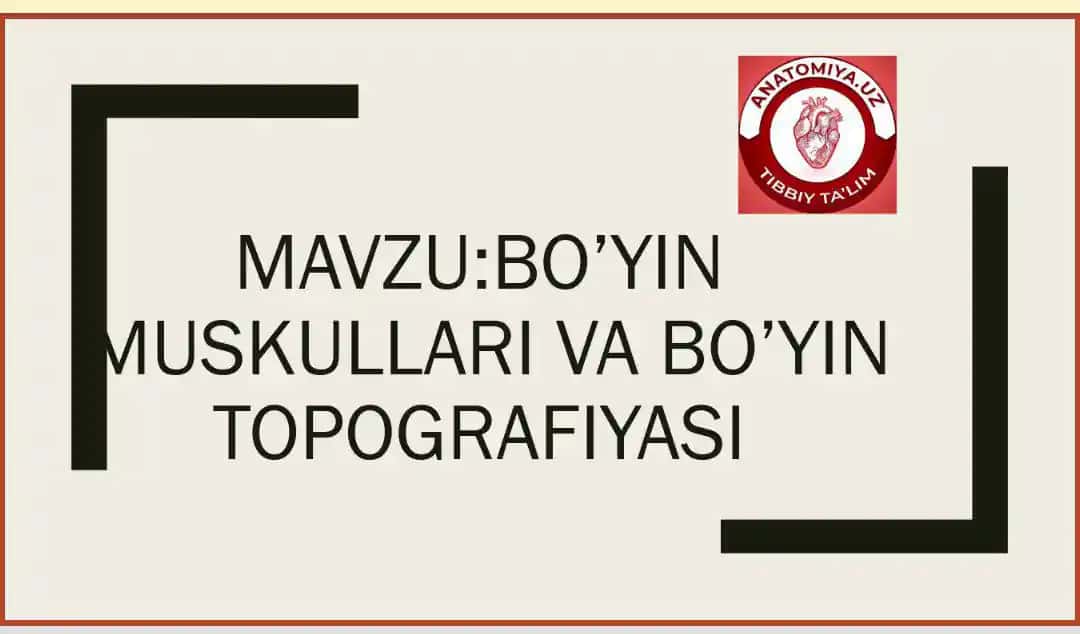 Bo'yin uskullari va bo'yin topografiyasi