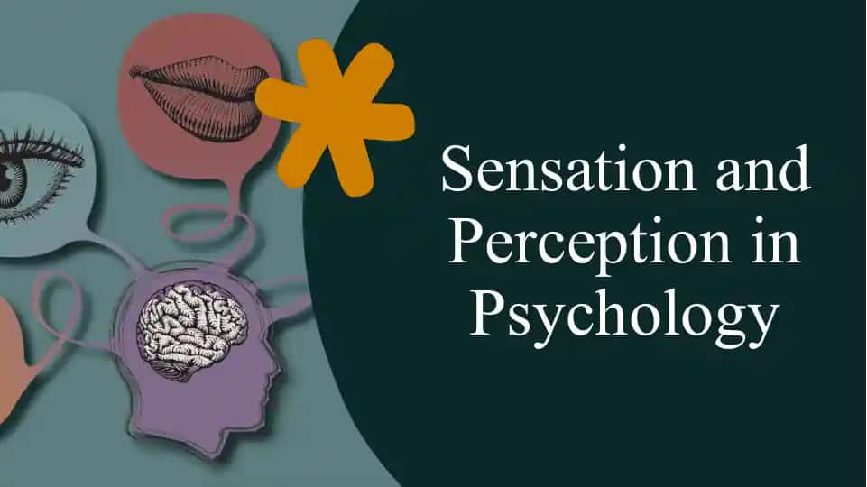 Sensation and Perception in Psychology