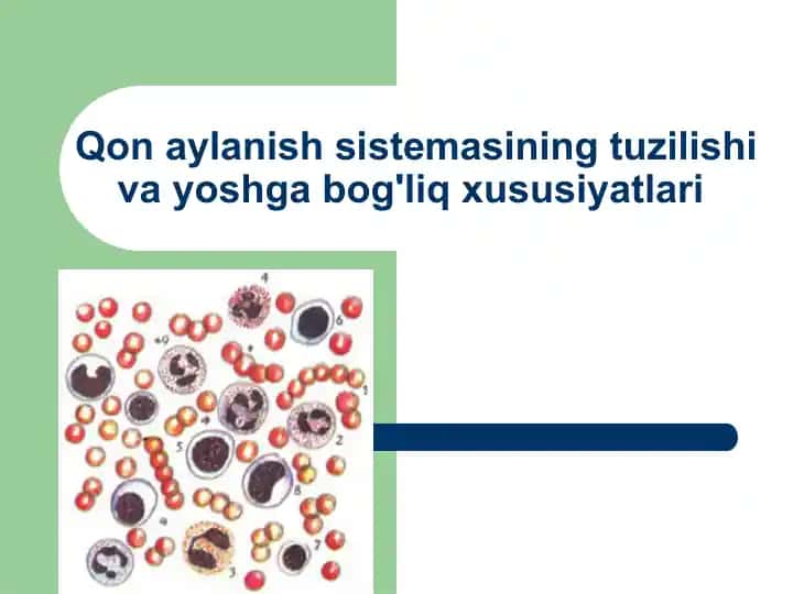 Qon aylanish sistemasining tuzilishi va yoshga bog'liq xususiyatlari