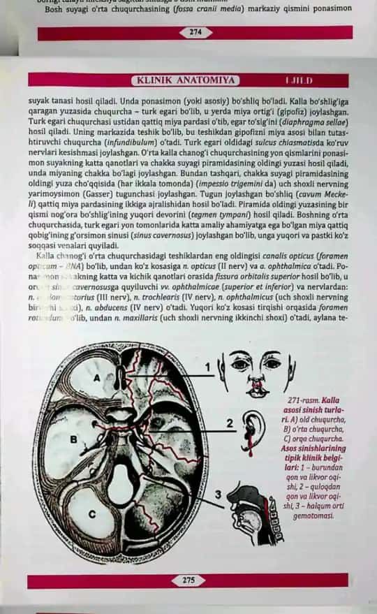 Bosh suyagi o'rta chuqurchasi haqida ma'lumot