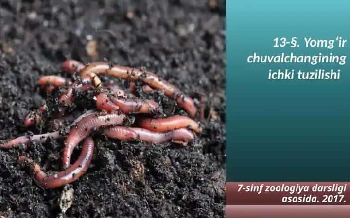 Yomg‘ir chuvalchangining ichki tuzilishi