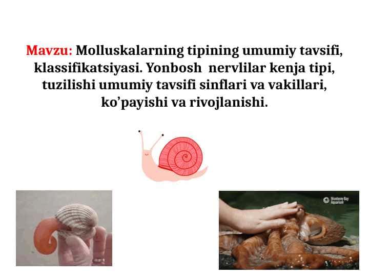 Molluskalarning tipining umumiy tavsifi, klassifikatsiyasi. Yonbosh nervlilar kenja tipi, tuzilishi umumiy tavsifi sinflari va vakillari, ko’payishi va rivojlanishi