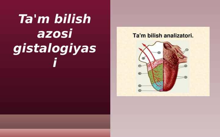 Ta'm bilish azosi gistalogiyasi