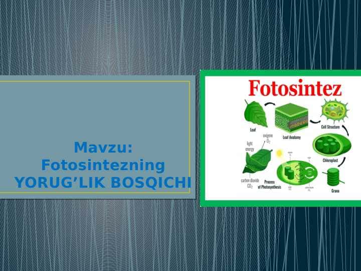 Fotosintezning YORUG’LIK BOSQICHI