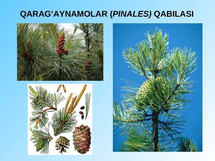 QARAG’AYNAMOLAR (PINALES) QABILASI pptx