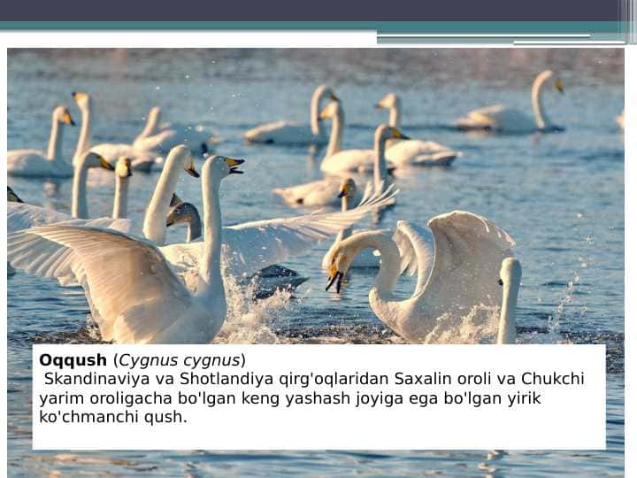 oqqushlar va ularning turlari pptx