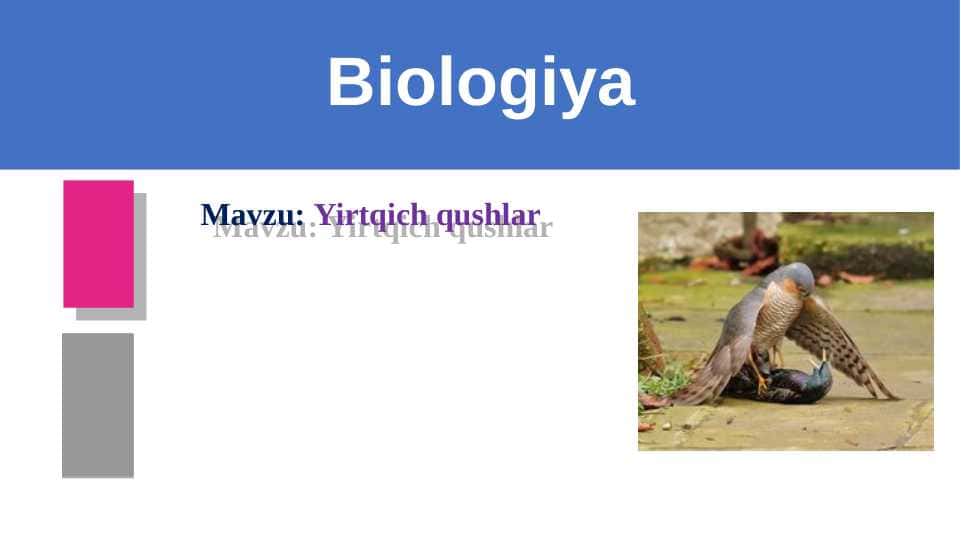 Yirtqich qushlar