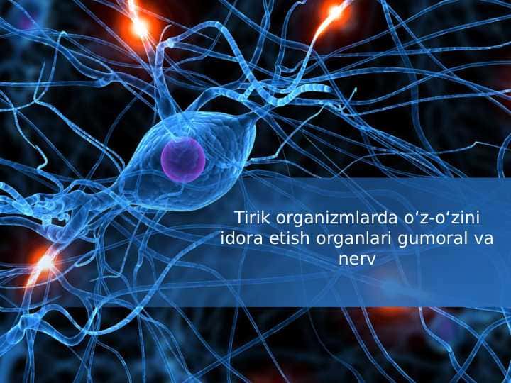 Tirik organizmlarda o‘z-o‘zini idora etish organlari gumoral va nerv