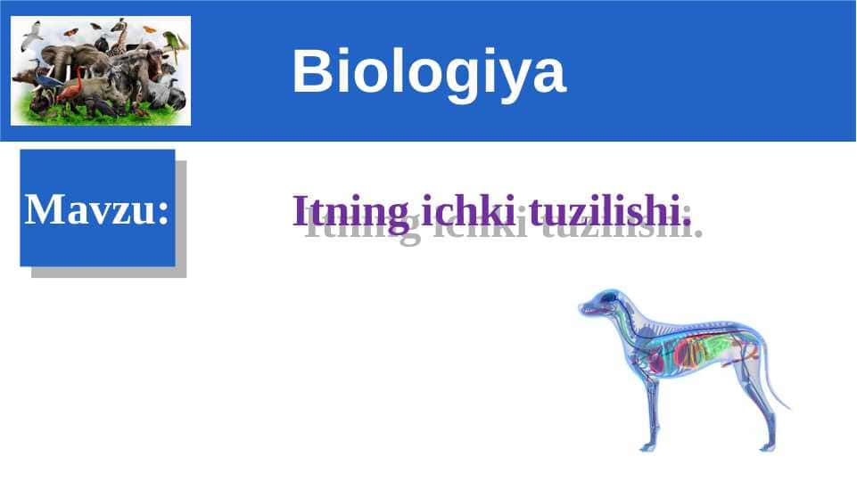 Itning ichki tuzilishi.2