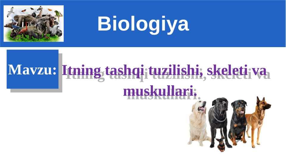 Itning tashqi tuzilishi, skeleti va muskullari