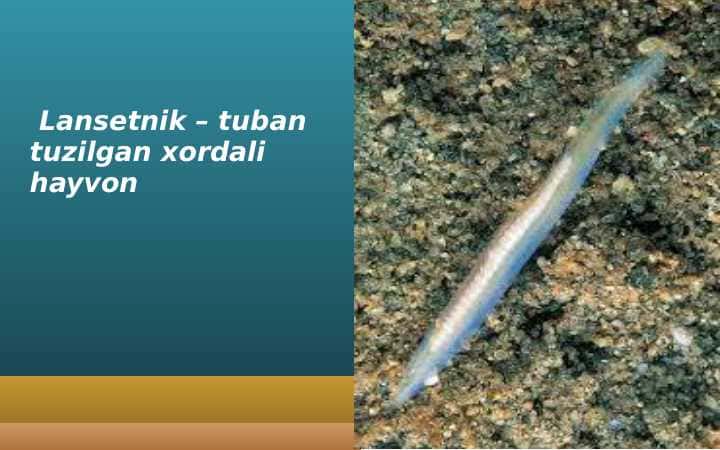Lansetnik – tuban tuzilgan xordali hayvon