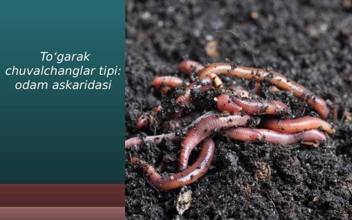 To‘garak chuvalchanglar tipi: odam askaridasi