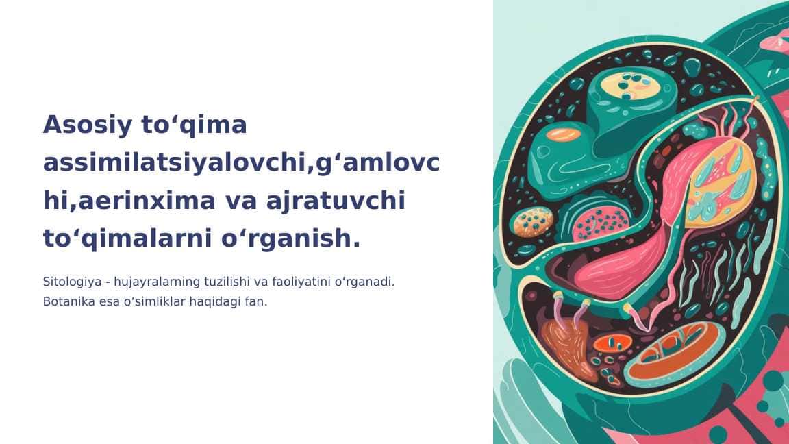 Asosiy toʻqima assimilatsiyalovchi,gʻamlovchi,aerinxima va ajratuvchi toʻqimalarni oʻrganish.