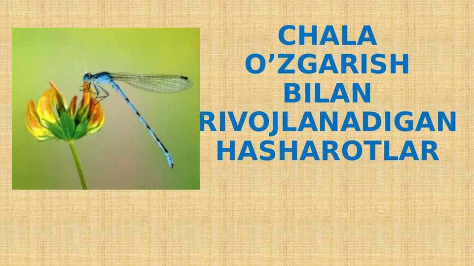 CHALA O’ZGARISH BILAN RIVOJLANADIGAN HASHAROTLAR