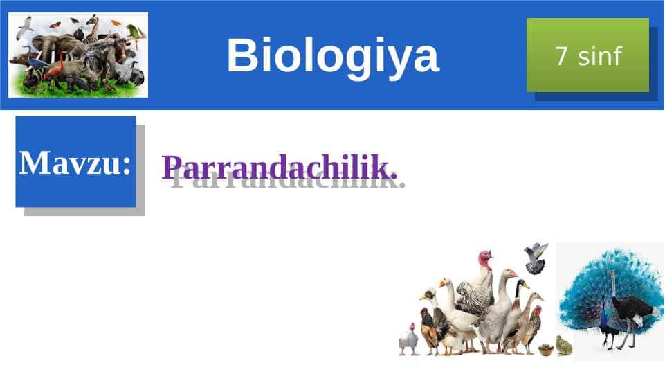 Parrandachilik.
