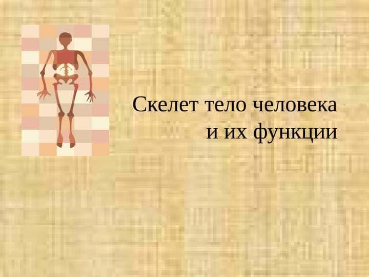 Скелет тело человека и их функции